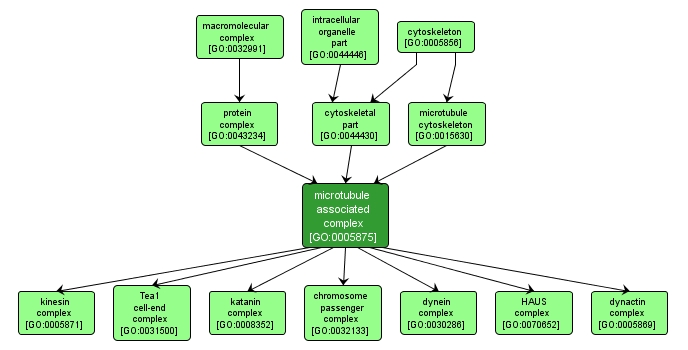 GO:0005875 - microtubule associated complex (interactive image map)