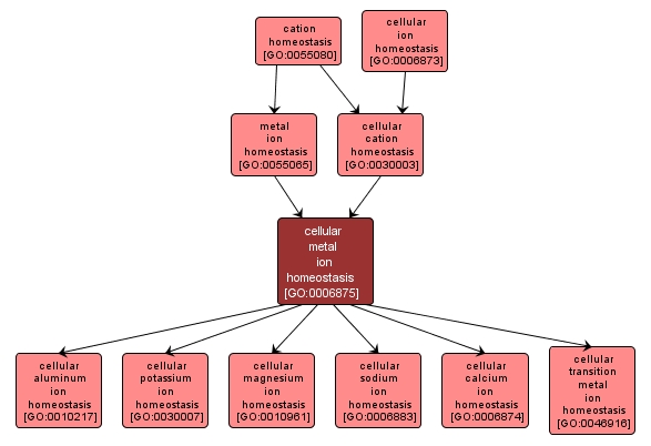 GO:0006875 - cellular metal ion homeostasis (interactive image map)