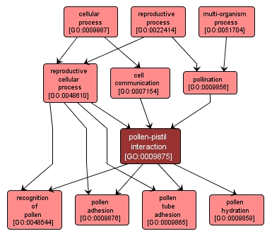 GO:0009875 - pollen-pistil interaction (interactive image map)