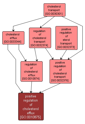 GO:0010875 - positive regulation of cholesterol efflux (interactive image map)