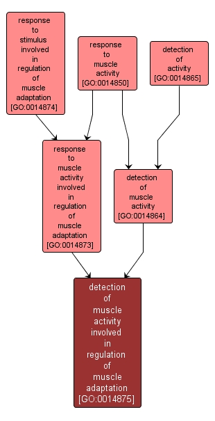 GO:0014875 - detection of muscle activity involved in regulation of muscle adaptation (interactive image map)