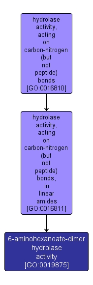 GO:0019875 - 6-aminohexanoate-dimer hydrolase activity (interactive image map)