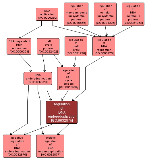 GO:0032875 - regulation of DNA endoreduplication (interactive image map)