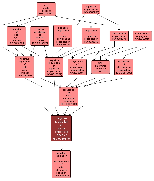 GO:0045875 - negative regulation of sister chromatid cohesion (interactive image map)