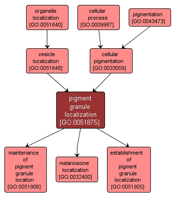 GO:0051875 - pigment granule localization (interactive image map)