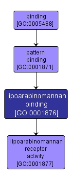 GO:0001876 - lipoarabinomannan binding (interactive image map)
