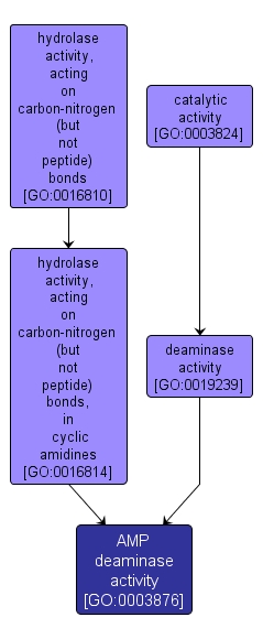 GO:0003876 - AMP deaminase activity (interactive image map)