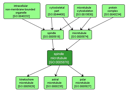 GO:0005876 - spindle microtubule (interactive image map)