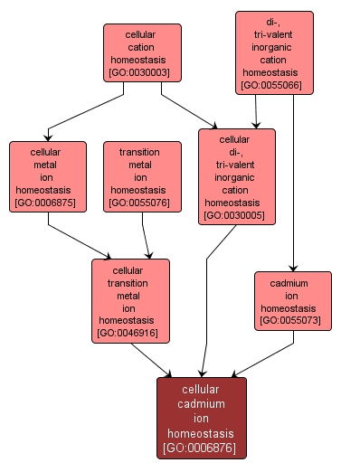 GO:0006876 - cellular cadmium ion homeostasis (interactive image map)