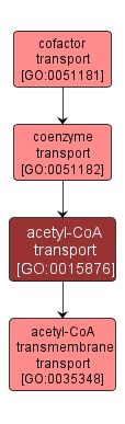 GO:0015876 - acetyl-CoA transport (interactive image map)