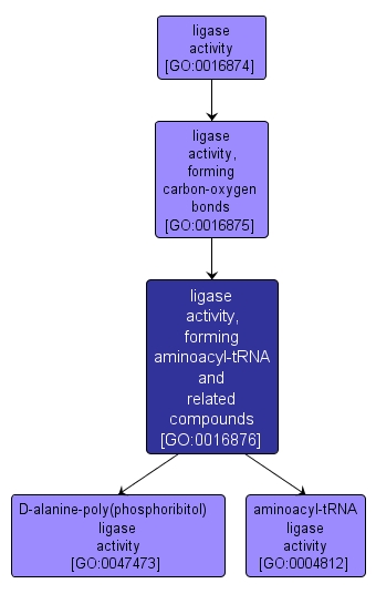 GO:0016876 - ligase activity, forming aminoacyl-tRNA and related compounds (interactive image map)