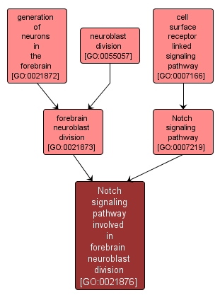 GO:0021876 - Notch signaling pathway involved in forebrain neuroblast division (interactive image map)
