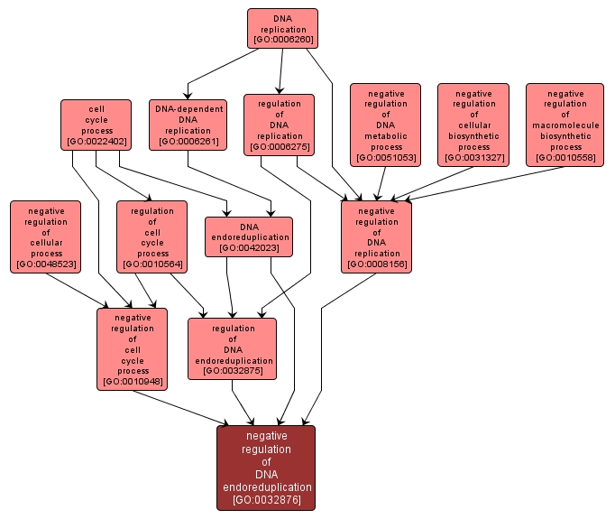 GO:0032876 - negative regulation of DNA endoreduplication (interactive image map)