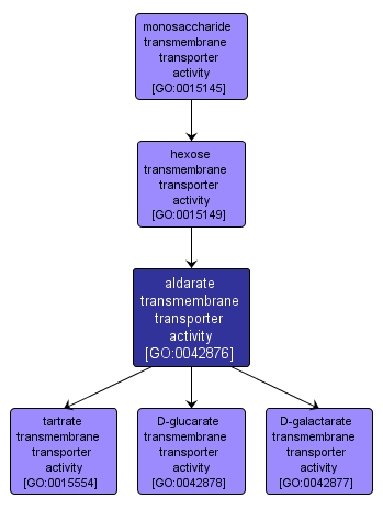 GO:0042876 - aldarate transmembrane transporter activity (interactive image map)