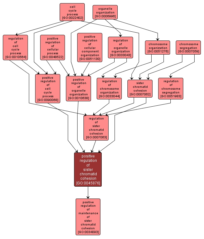 GO:0045876 - positive regulation of sister chromatid cohesion (interactive image map)