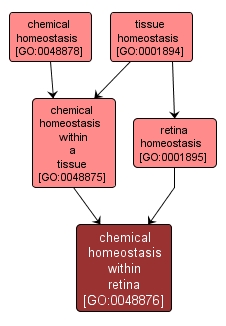 GO:0048876 - chemical homeostasis within retina (interactive image map)