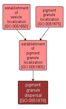 GO:0051876 - pigment granule dispersal (interactive image map)