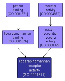 GO:0001877 - lipoarabinomannan receptor activity (interactive image map)
