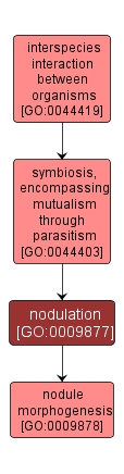 GO:0009877 - nodulation (interactive image map)