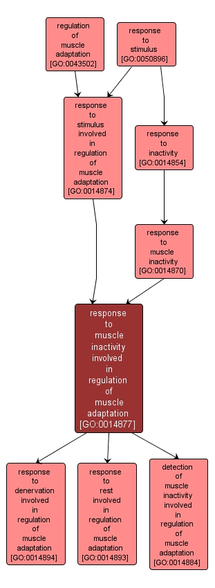 GO:0014877 - response to muscle inactivity involved in regulation of muscle adaptation (interactive image map)