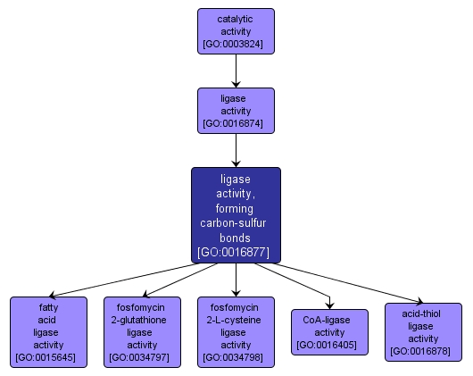 GO:0016877 - ligase activity, forming carbon-sulfur bonds (interactive image map)