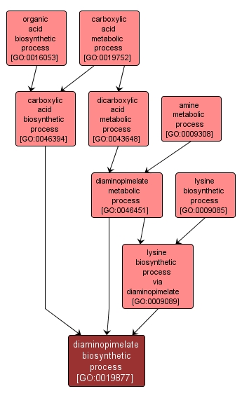 GO:0019877 - diaminopimelate biosynthetic process (interactive image map)