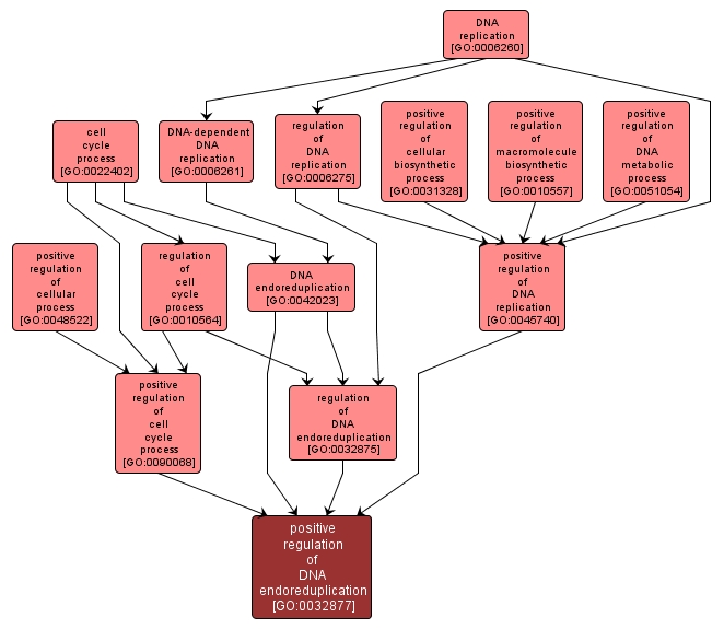 GO:0032877 - positive regulation of DNA endoreduplication (interactive image map)