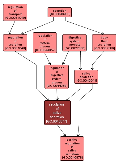 GO:0046877 - regulation of saliva secretion (interactive image map)