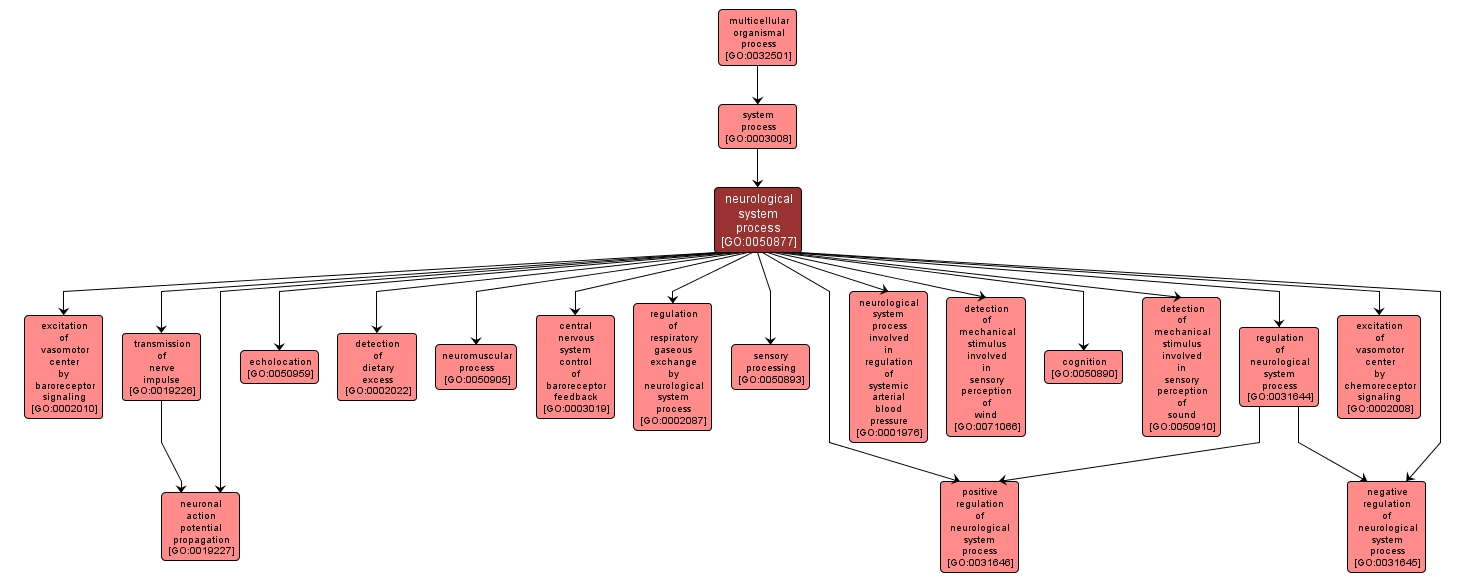 GO:0050877 - neurological system process (interactive image map)