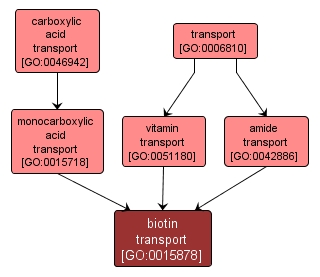GO:0015878 - biotin transport (interactive image map)