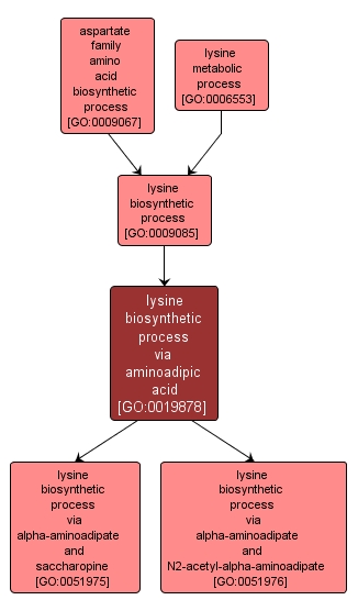GO:0019878 - lysine biosynthetic process via aminoadipic acid (interactive image map)