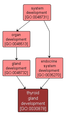 GO:0030878 - thyroid gland development (interactive image map)