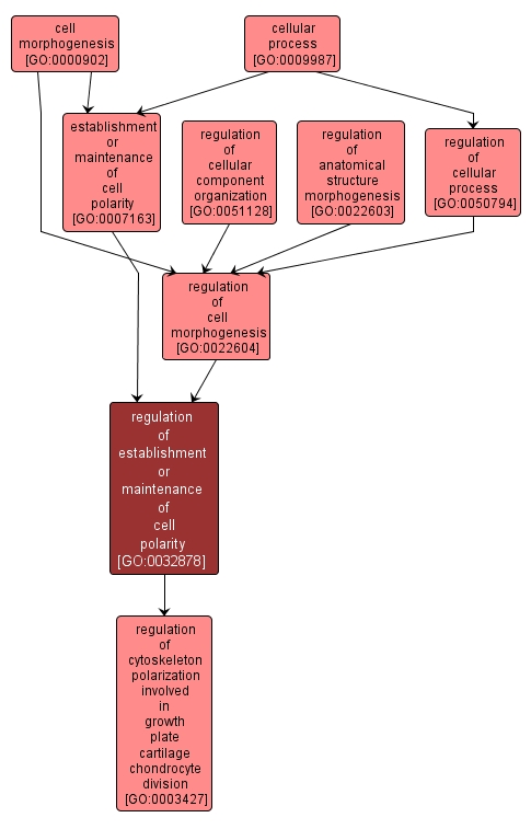 GO:0032878 - regulation of establishment or maintenance of cell polarity (interactive image map)