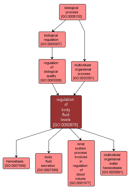 GO:0050878 - regulation of body fluid levels (interactive image map)