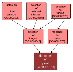 GO:0001879 - detection of yeast (interactive image map)