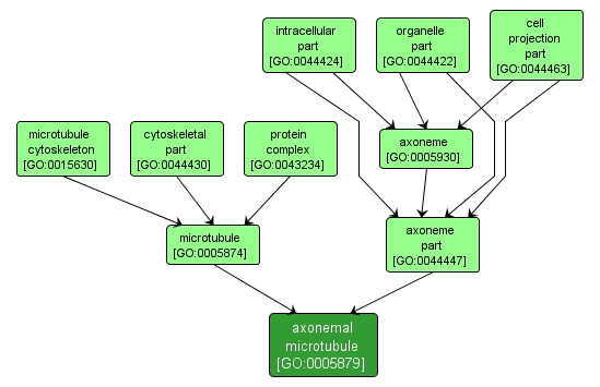 GO:0005879 - axonemal microtubule (interactive image map)