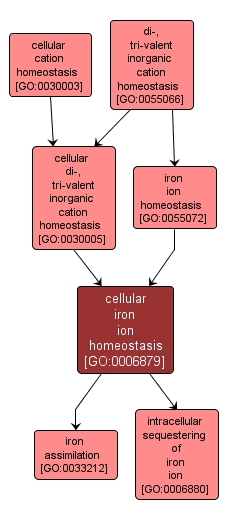 GO:0006879 - cellular iron ion homeostasis (interactive image map)