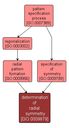 GO:0009879 - determination of radial symmetry (interactive image map)
