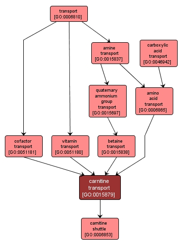 GO:0015879 - carnitine transport (interactive image map)