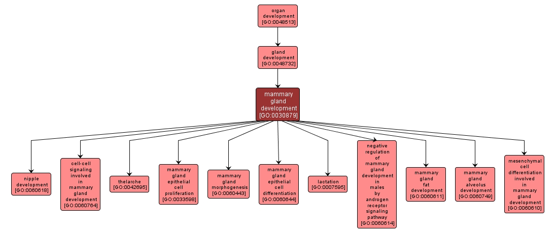 GO:0030879 - mammary gland development (interactive image map)