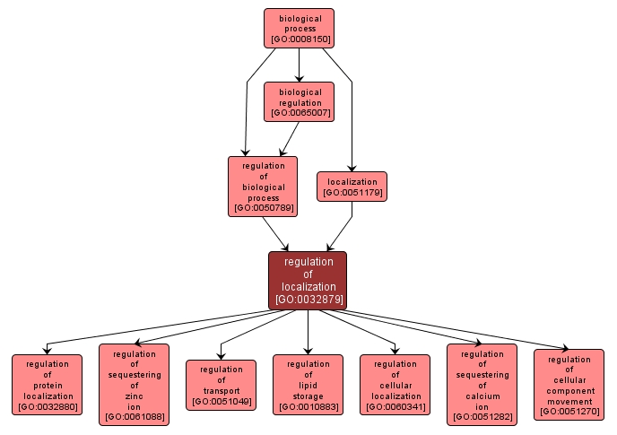 GO:0032879 - regulation of localization (interactive image map)