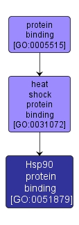 GO:0051879 - Hsp90 protein binding (interactive image map)