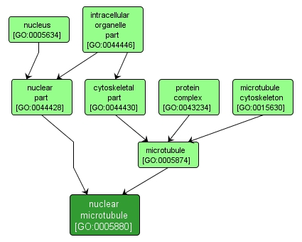 GO:0005880 - nuclear microtubule (interactive image map)