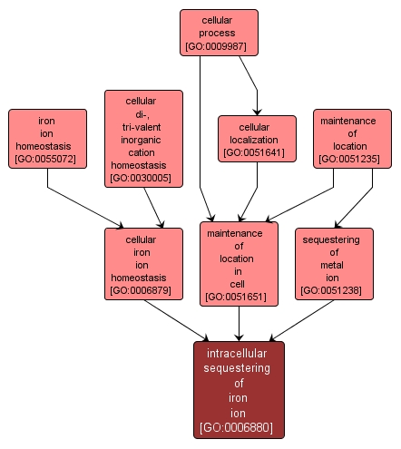 GO:0006880 - intracellular sequestering of iron ion (interactive image map)