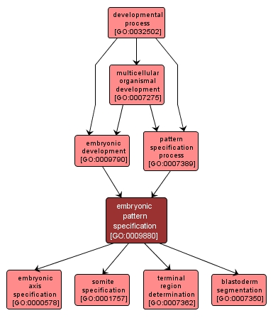 GO:0009880 - embryonic pattern specification (interactive image map)