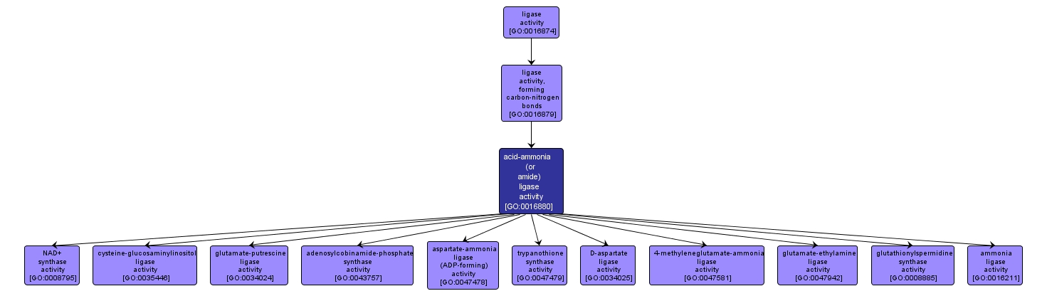 GO:0016880 - acid-ammonia (or amide) ligase activity (interactive image map)