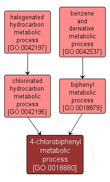 GO:0018880 - 4-chlorobiphenyl metabolic process (interactive image map)