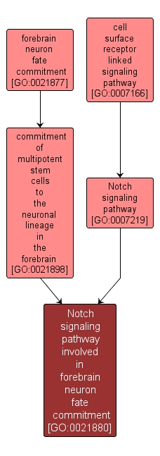 GO:0021880 - Notch signaling pathway involved in forebrain neuron fate commitment (interactive image map)