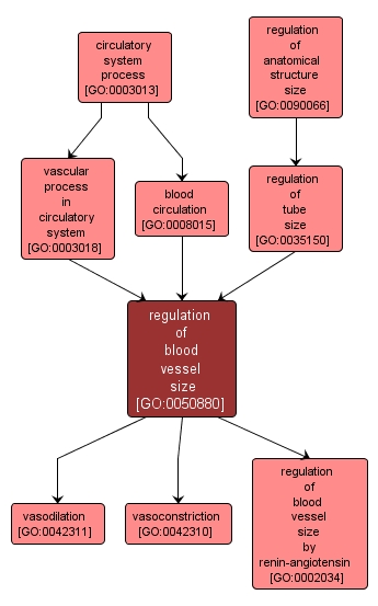 GO:0050880 - regulation of blood vessel size (interactive image map)