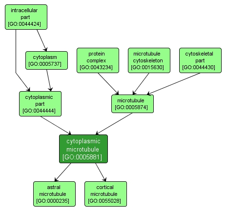 GO:0005881 - cytoplasmic microtubule (interactive image map)